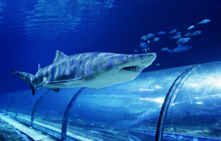 Shark Appreciation Week