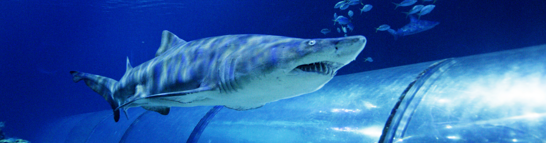 Shark Appreciation Week