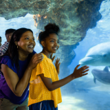 Free Florida Teacher Card