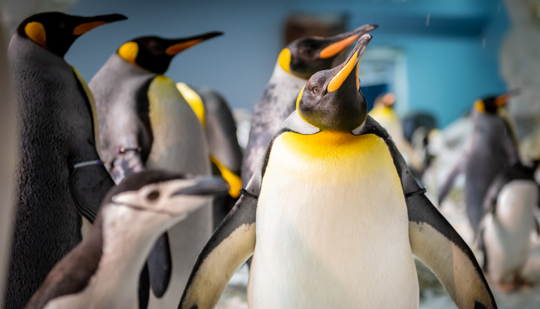 Penguins