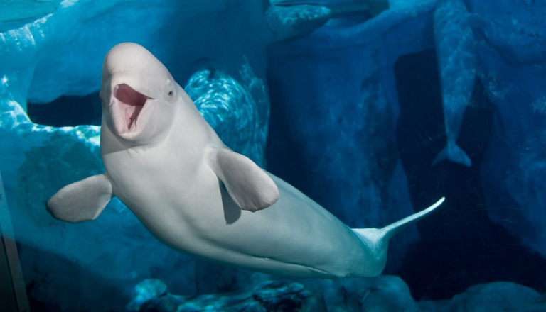 Beluga whale