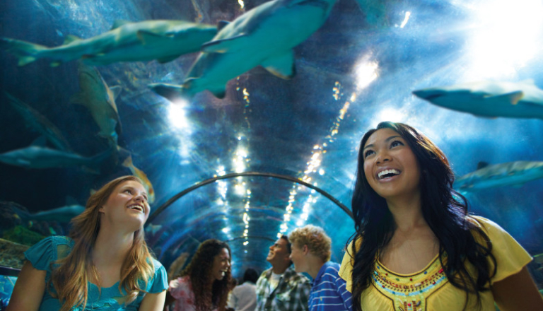 A group of people in a shark aquarium tunnel