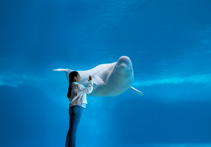 Beluga