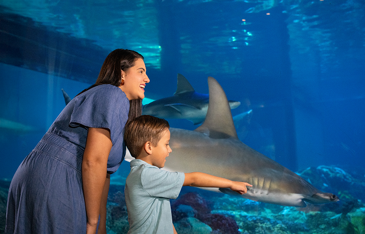 Sharks and mom watching.