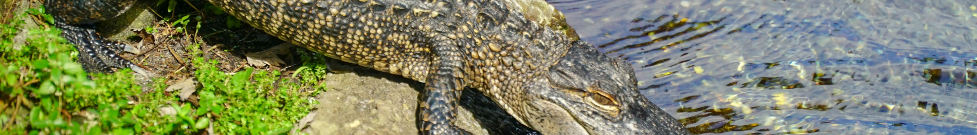 Animal Ambassador Encounter