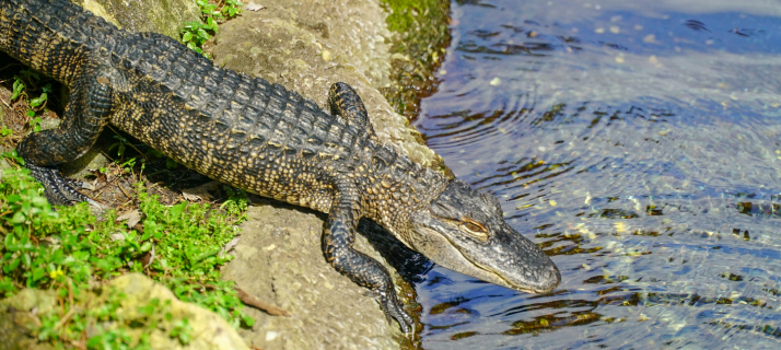 Animal Ambassador Encounter