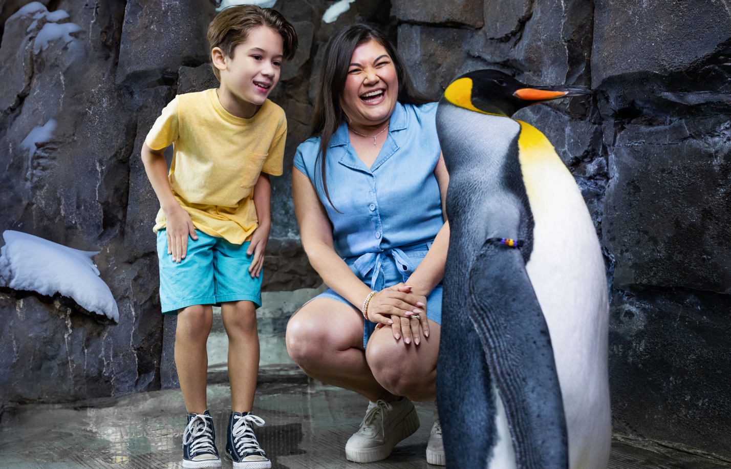 Penguins Up Close tour at SeaWorld Orlando
