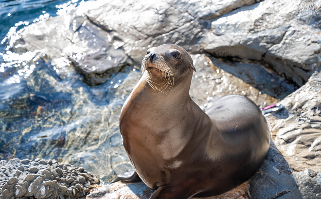 sealions