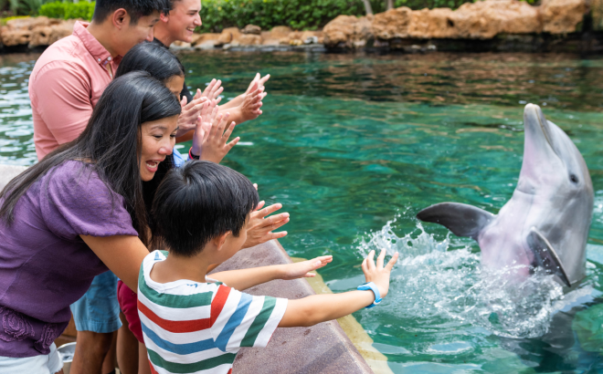 Family meeting dolphins