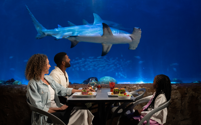 Sharks Underwater Grill