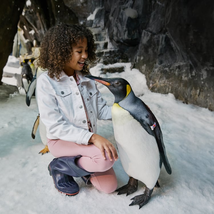 Penguins