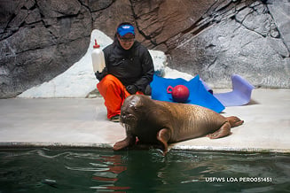 Feeding the Walrus