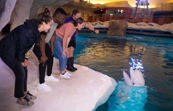 Beluga Encounter at SeaWorld Orlando