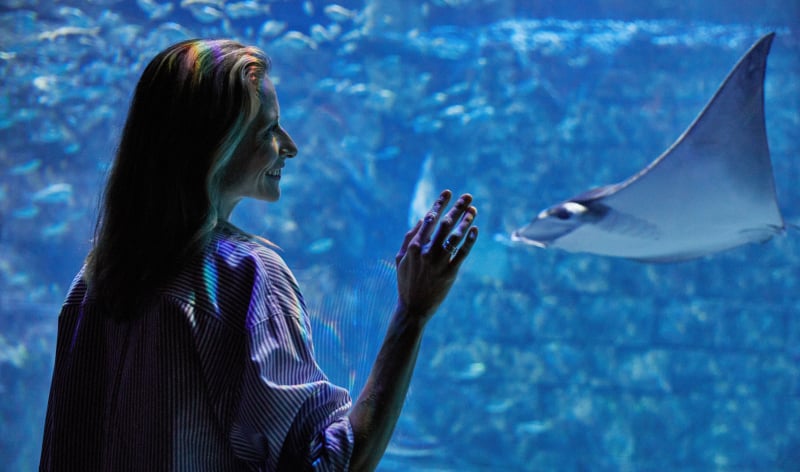 SeaWorld Orlando Pass member interacting with a Stingray.