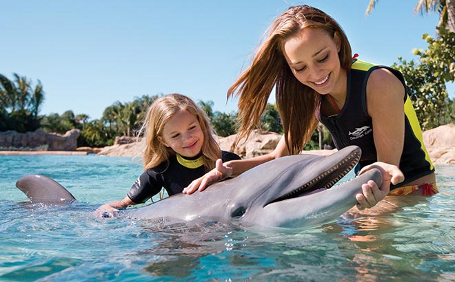 Dolphin Encounters - SeaWorld Dolphin Cove | SeaWorld Orlando