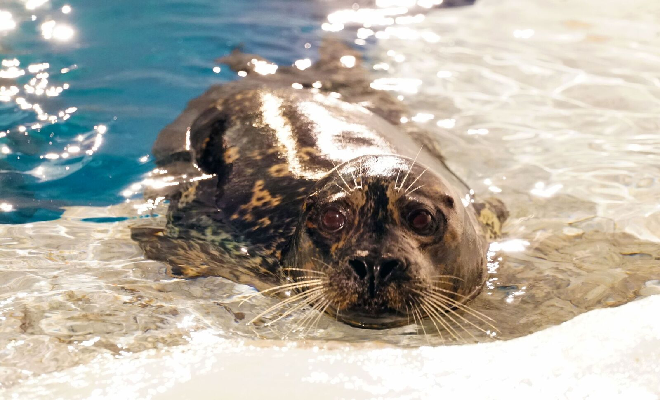 Bumstead is a 20 year old Harbor Seal