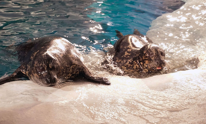 Bumstead and Sturby can now be found in the beluga habitat at Wild Arctic