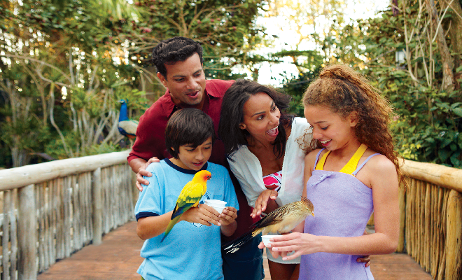 At Discovery Cove you can hand feed more than 250 exotic birds