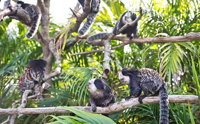 See amazing Marmosets and other animals at Discovery Cove