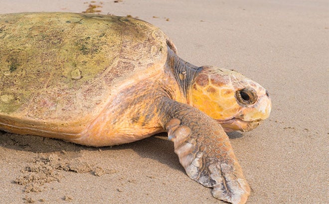 SeaWorld Rescues a loggerhead turtle