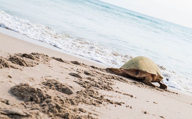 SeaWorld Rescues a loggerhead turtle