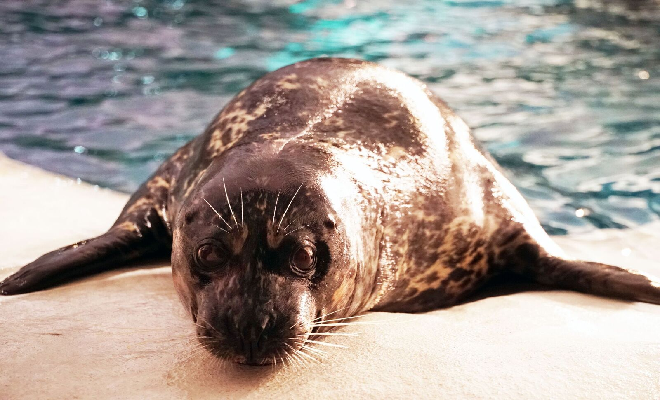 Sturby is a 20 year old Harbor Seal