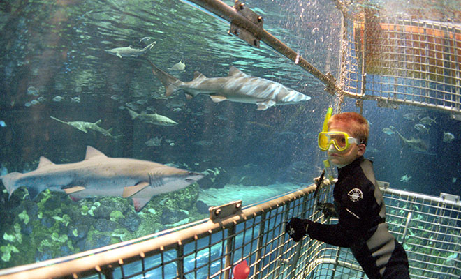 Swim with Sharks at camp at SeaWorld