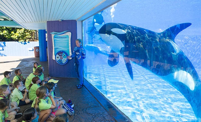 Get up close with Orcas at camp at SeaWorld