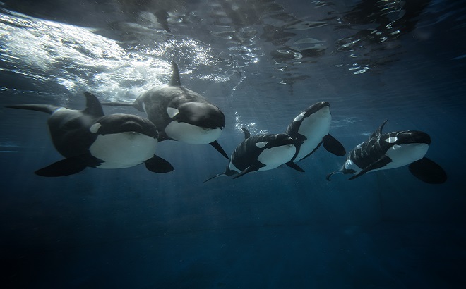 Killer whales at SeaWorld.