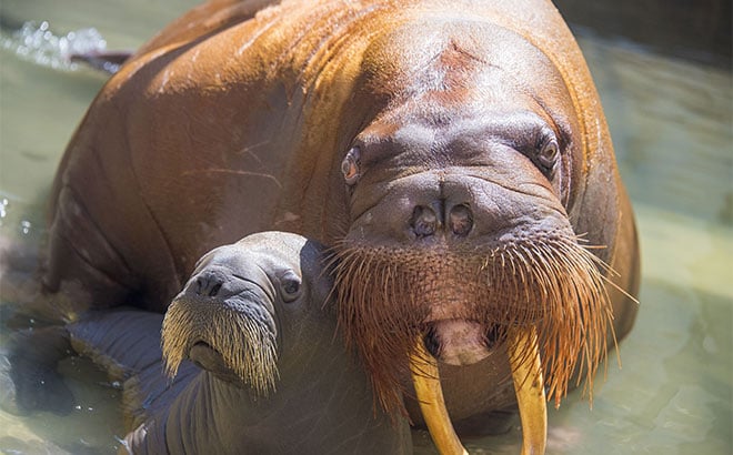 Meet new walrus mother and her baby at Wild Arctic at SeaWorld.