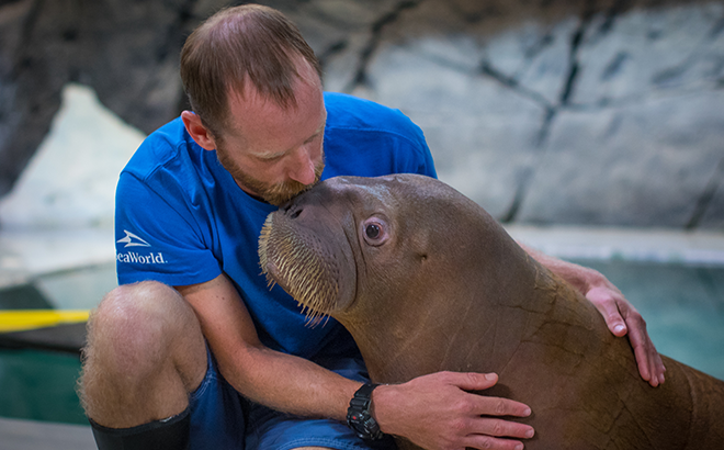 Animal Care Staff Hugging Walrus