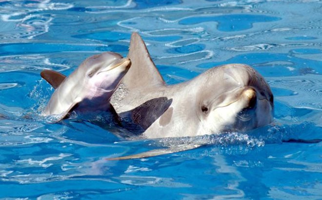 Baby Dolphins