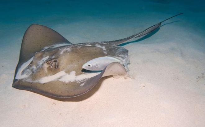 What Do Stingrays Eat