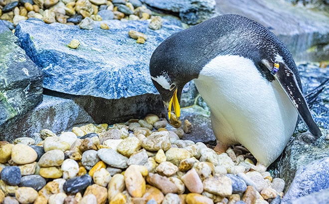Penguins Nesting Season