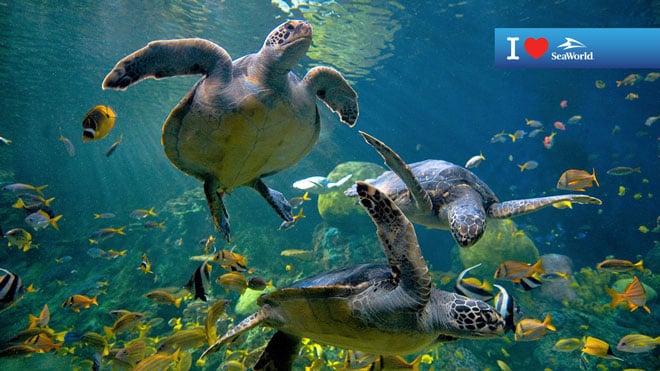 Sea Turtle Virtual Conferencing Background Preview
