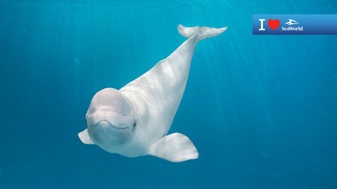 Beluga underwater Virtual Conferencing Background Preview