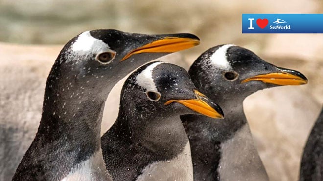 Three Penguins Virtual Conferencing Background Preview