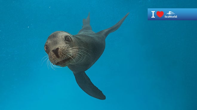 Sea Lion Virtual Conferencing Background Preview