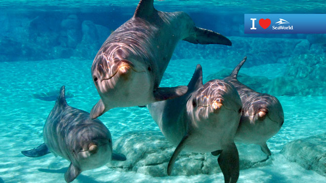 Four Dolphins Underwater Virtual Conferencing Background Preview