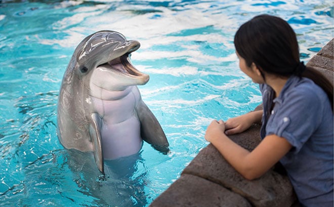 Take an Education Tour to learn more about our SeaWorld animals