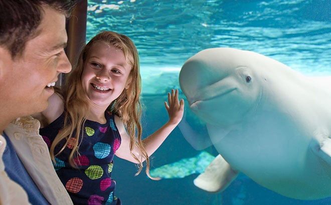 SeaWorld Orlando is a Certified Autism Center