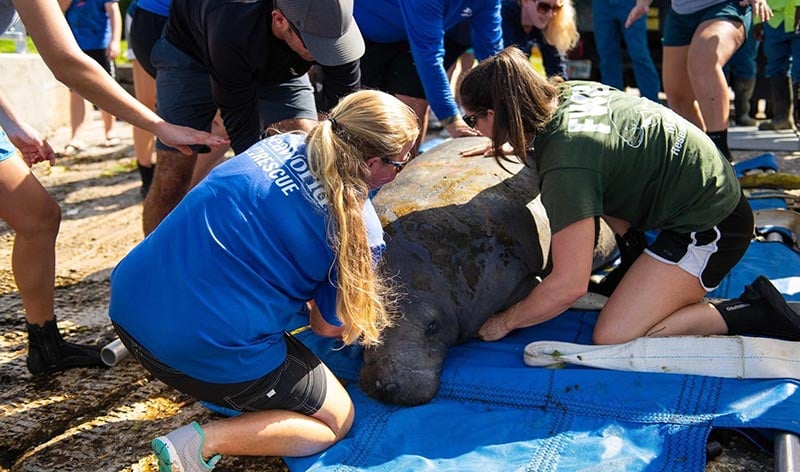 SeaWorld Orlando Rescue Team and Partners Return Manatee