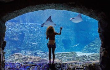 Experience a memorable fourth of July at SeaWorld, where fun, patriotism, and marine life converge. Enjoy vibrant festivities, mesmerizing fireworks, thrilling rides, and interactive animal encounters.