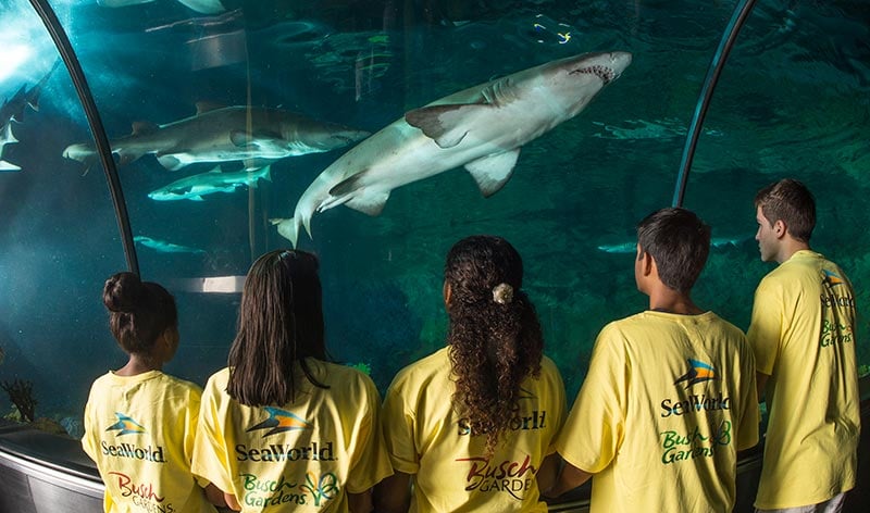 SeaWorld campers at shark viewing tunnel
