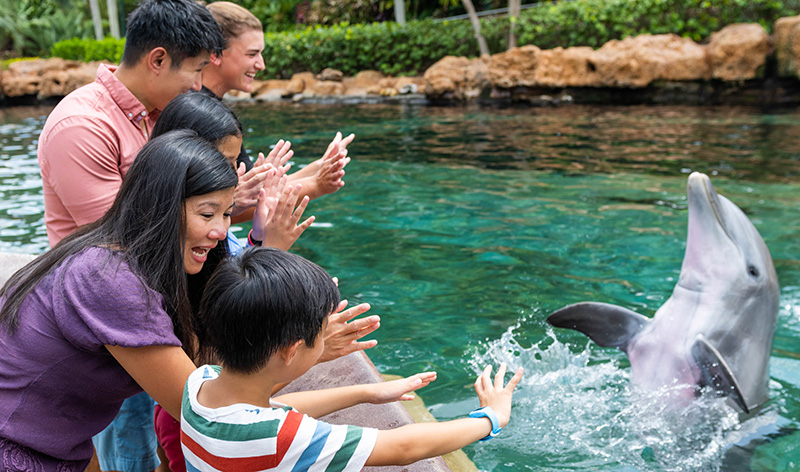 Dolphin Encounter tour at SeaWorld Orlando