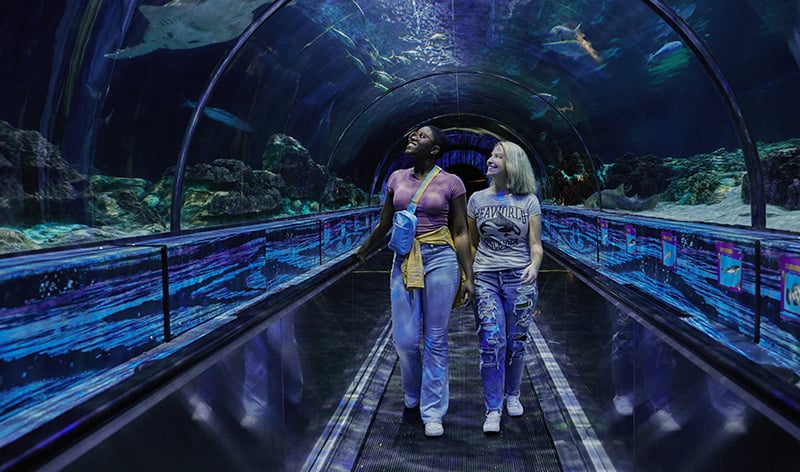 Shark Encounter Tunnel at SeaWorld Orlando