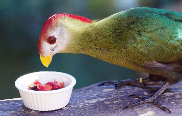 Bam Bam the Turaco checks out some tasty fruit salad