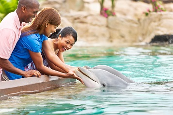 Dolphin Cove