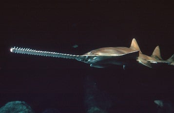 International Sawfish Day