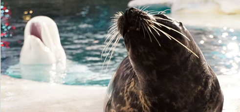 Belugas and seals are side by side at SeaWorld